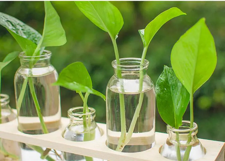 Transparent Glass Hydroponic Vase – Wooden Accent Planter for Modern Minimalist Home Décor