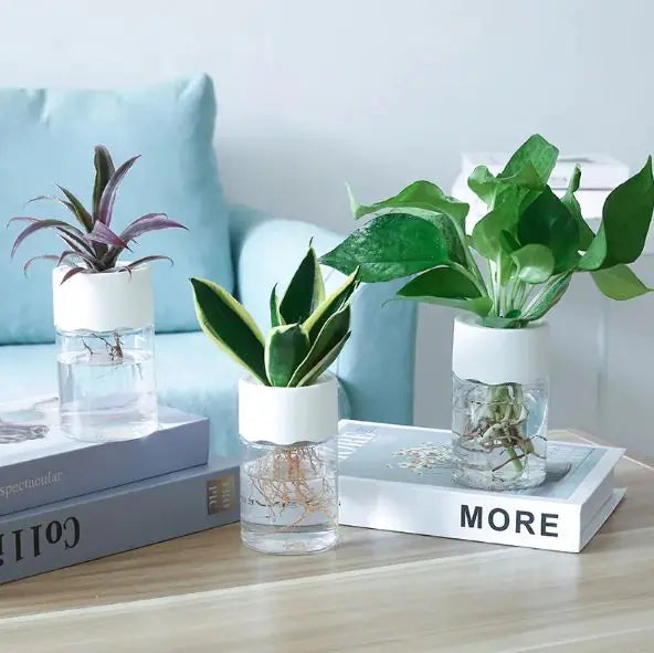 Transparent Hydroponic Pot – Small Glass Planter for Modern Minimalist Home Décor