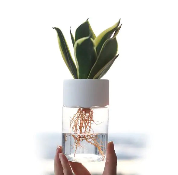 Transparent Hydroponic Pot – Small Glass Planter for Modern Minimalist Home Décor
