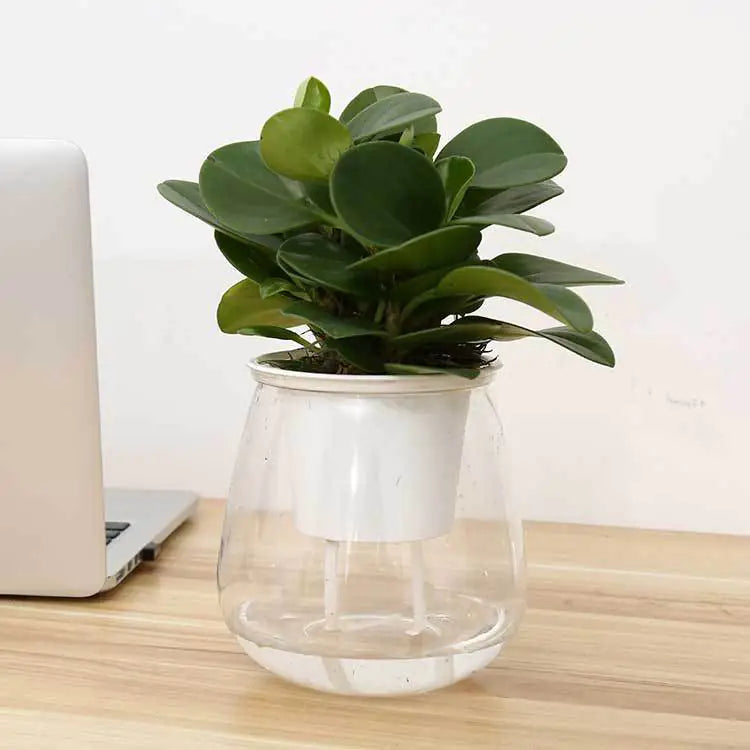 Transparent Self-Watering Flowerpot – Modern PET Planter for Effortless Indoor Gardening