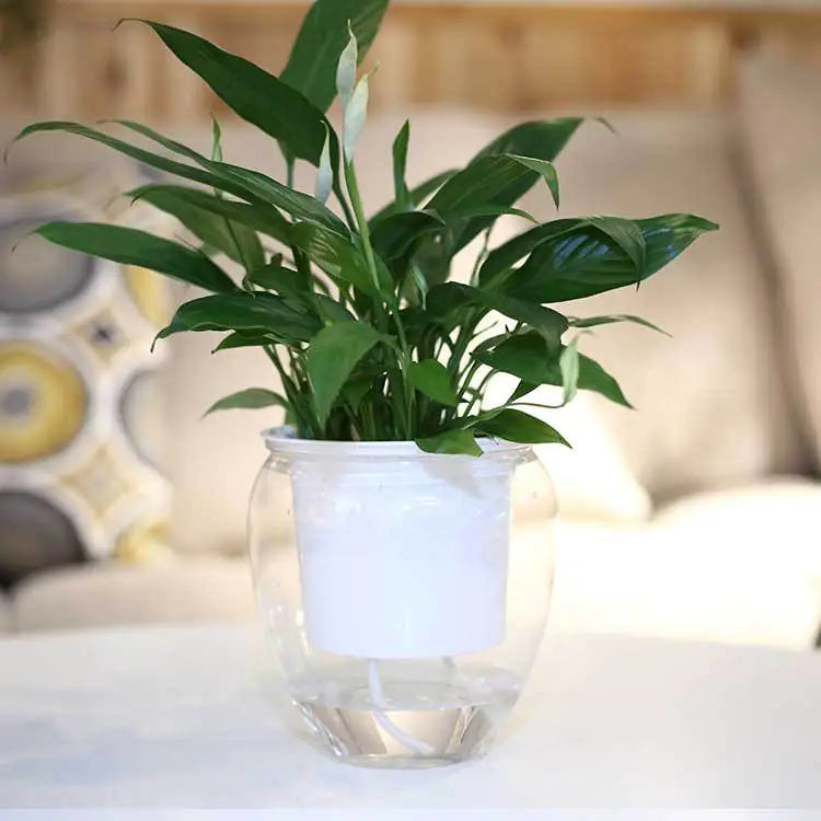 Transparent Self-Watering Flowerpot – Modern PET Planter for Effortless Indoor Gardening
