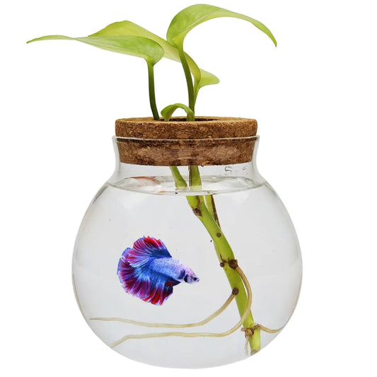 Clear Glass Plant Terrarium – Minimalist Hydroponic Vessel for Modern Home Décor