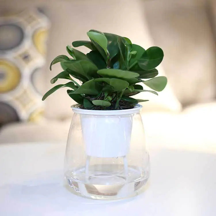 Transparent Self-Watering Flowerpot – Modern PET Planter for Effortless Indoor Gardening